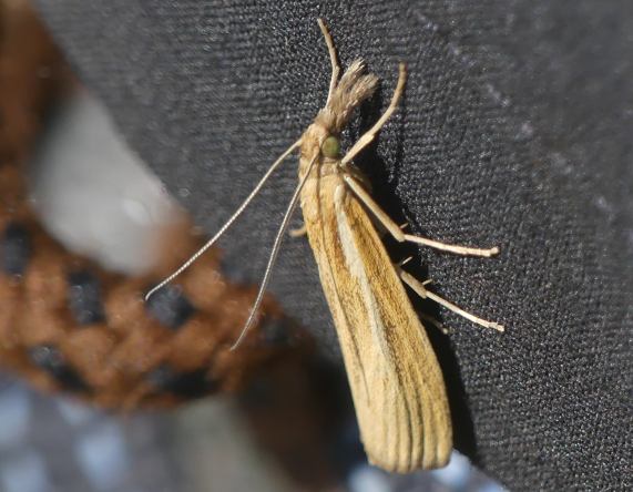 Common Grass Veneer moth
