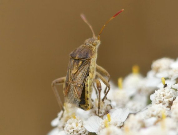 Rhopalid bug - Stictopleurus punctatanervosus
