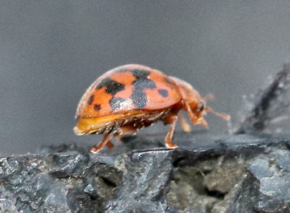 24-spot Ladybird