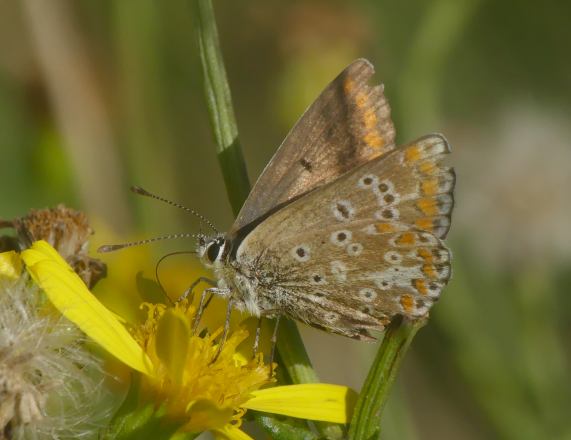 Brown Argus butterfly