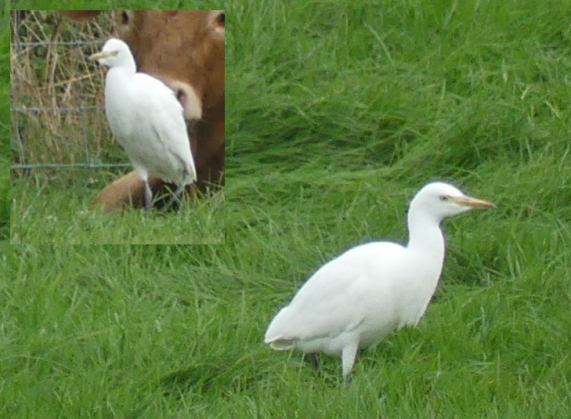 Cattle Egret