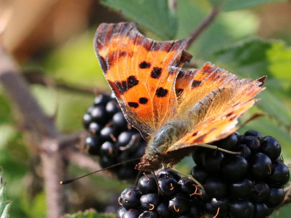 Comma Butterfly
