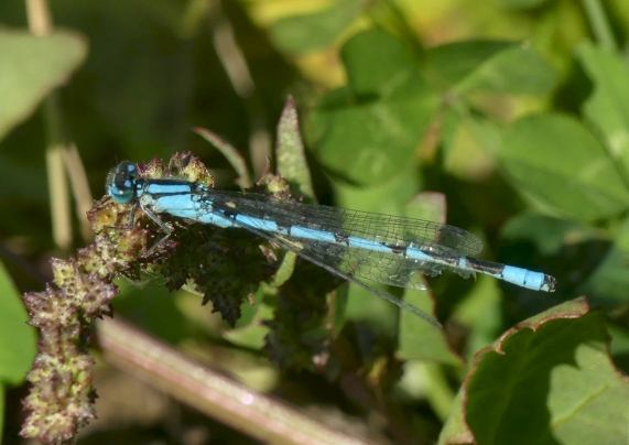 Common Blue damselfly