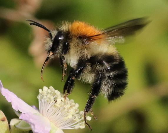 Common Carder Bee