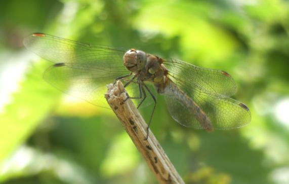 Common Darter dragonfly