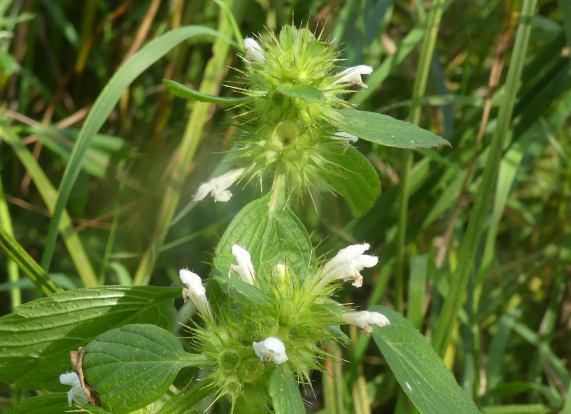 Common Hemp Nettle