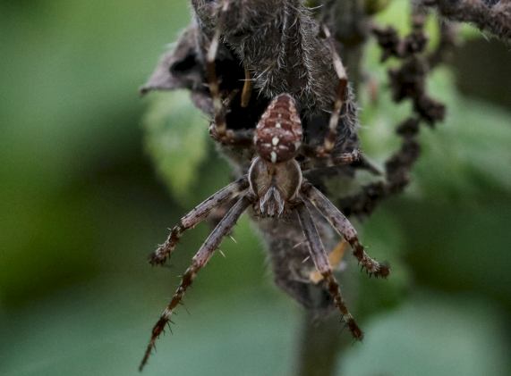 Cross Spider