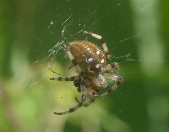Four-spotted Orb Web spider