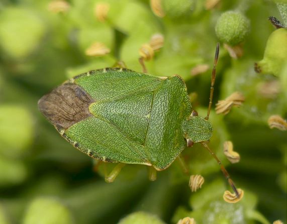 Green Shieldbug