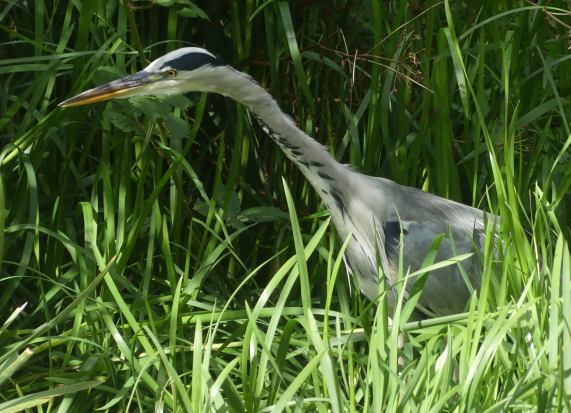Grey Heron