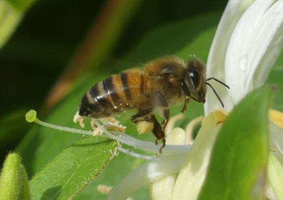 Honey Bee