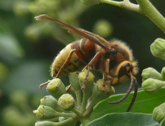 Hornet
