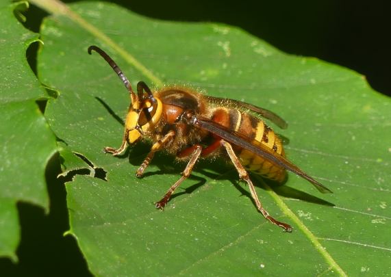 Hornet