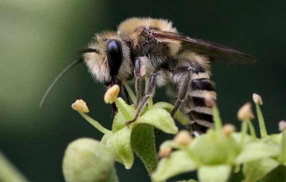 Ivy Bee