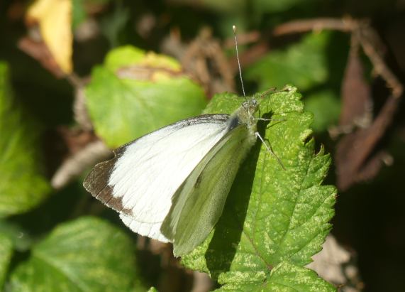 Large White butterfly