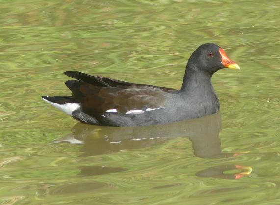 Moorhen