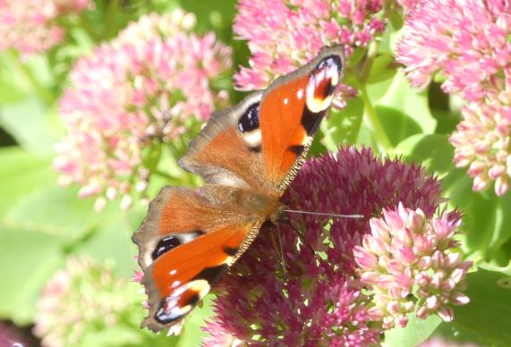 Peacock butterfly