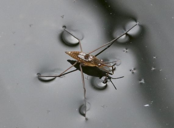 Pond Skater