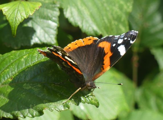 Red Admiral butterfly