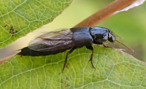 Rove Beetle (Quedius sp.)