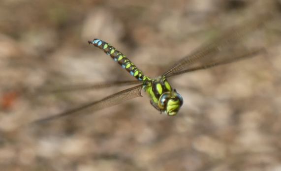 Southern Hawker dragonfly