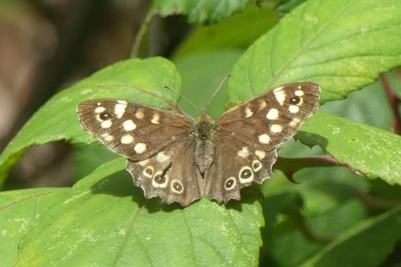 Speckled Wood butterfly