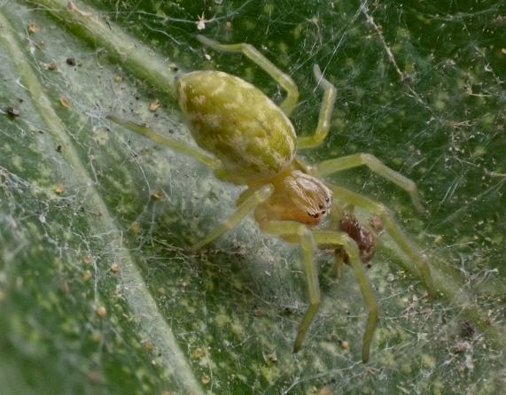 Spider - nigma walckenaeri