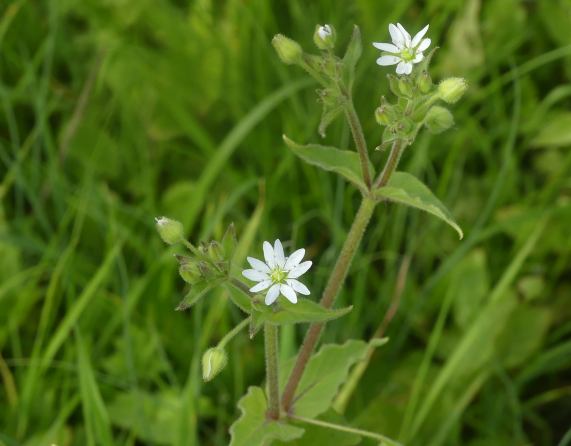 Water Chickweed