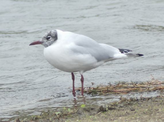 Black-headed Gull