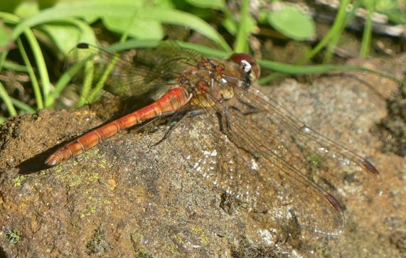 Common Darter dragonfly