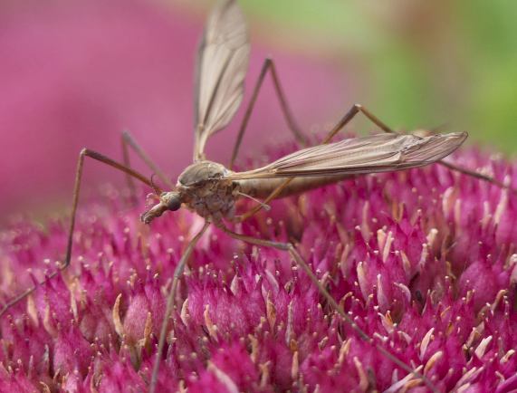 Cranefly