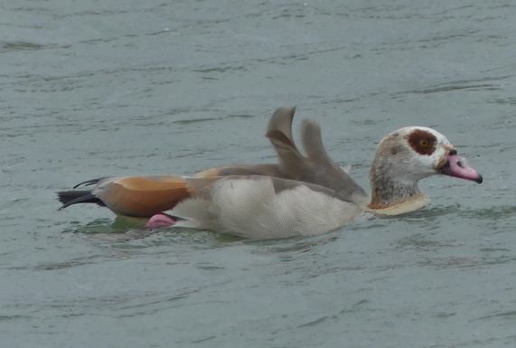 Egyptian Goose