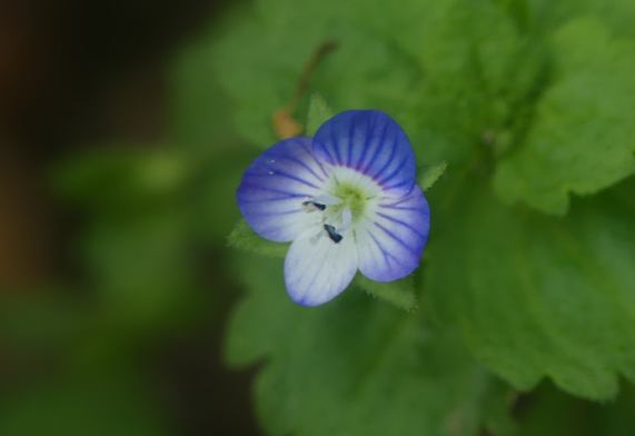 Field Speedwell