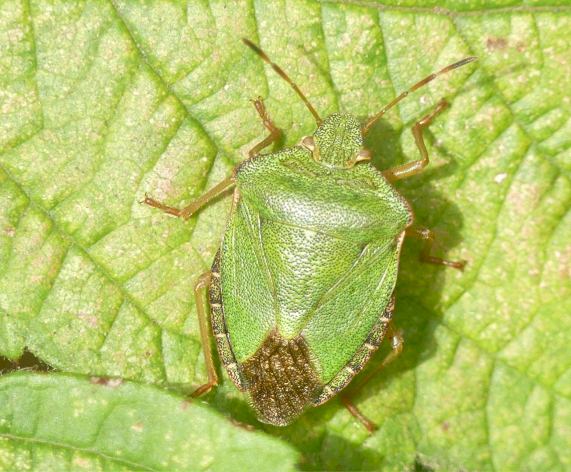 Green Shieldbug