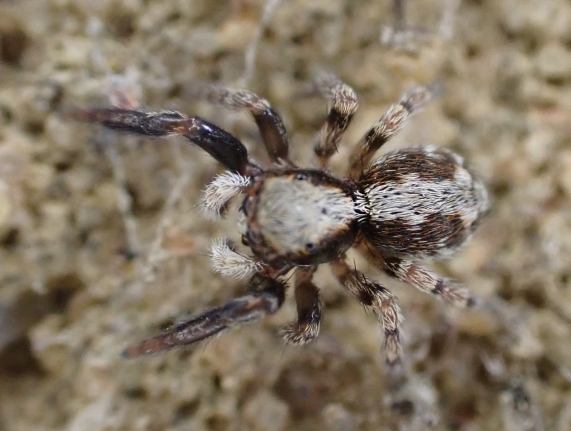 House Jumping Spider