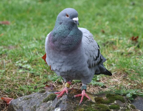 Racing Pigeon