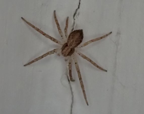 Running Crab Spider - Philodromus sp.