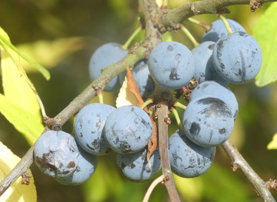 Sloe
Berries
