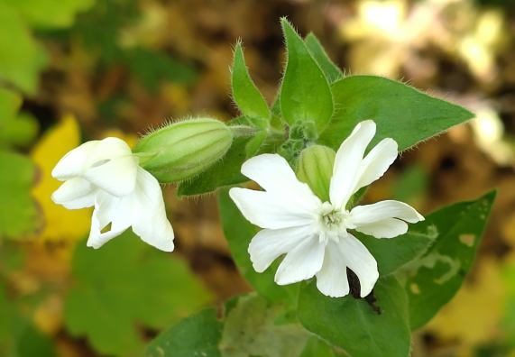 White Campion