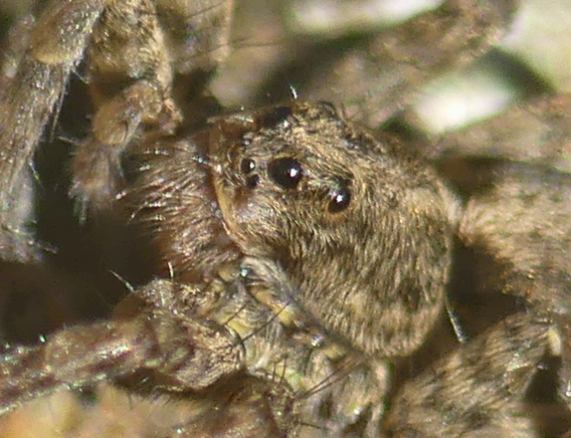 Wolf Spider close-up