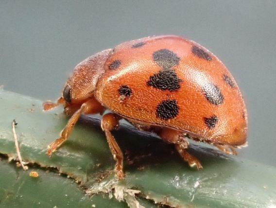 24-spot Ladybird