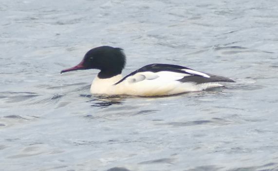 Goosander drake