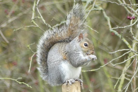 Grey Squirrel