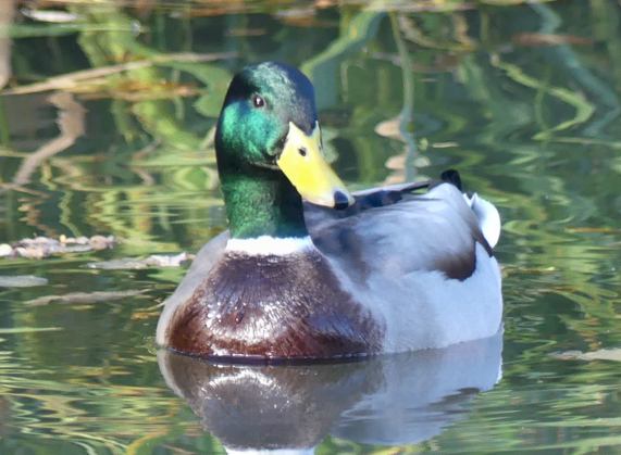 Mallard Drake