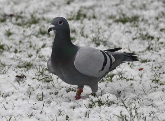 Pigeon in snow