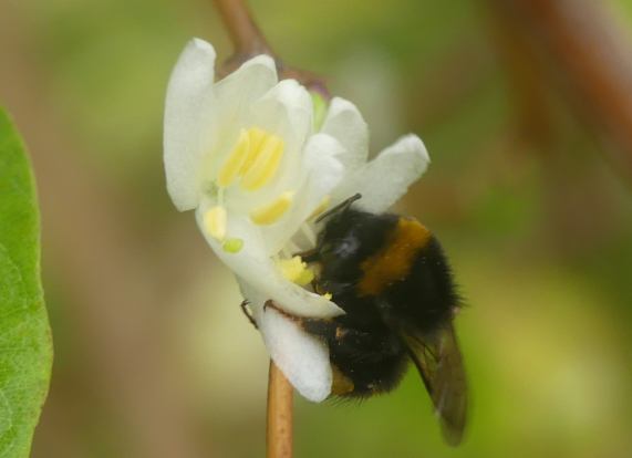 Buff-tailed Bumblebee Queen