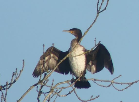 Cormorant