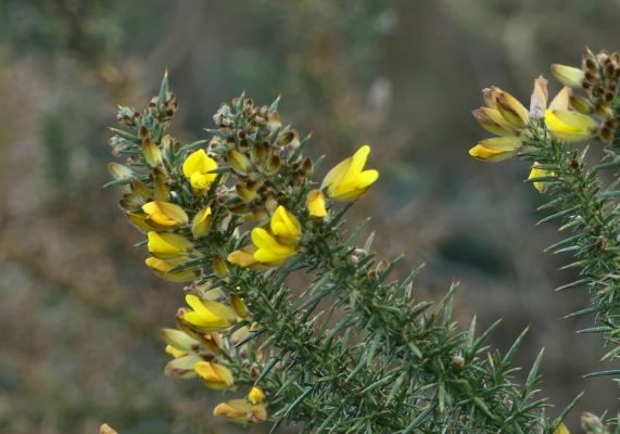 Gorse