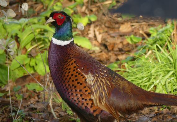 Pheasant