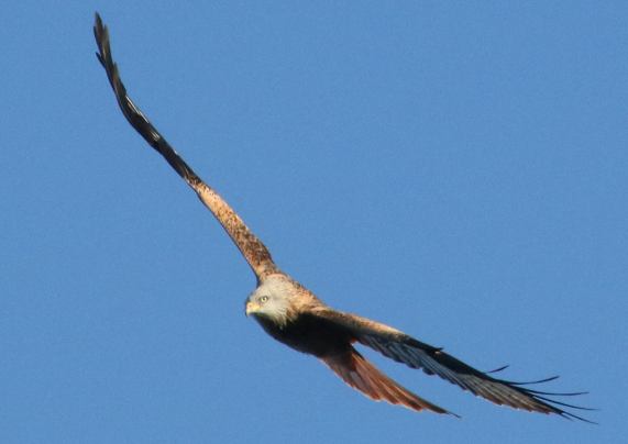 Red Kite
